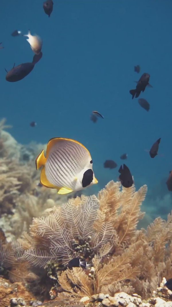 chaetodon adiergastos