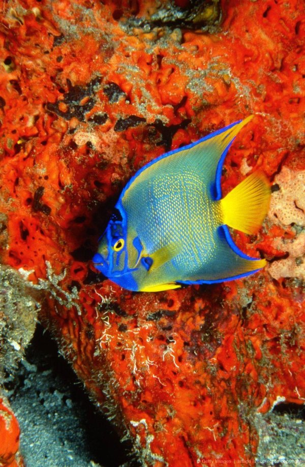 holacanthus ciliaris