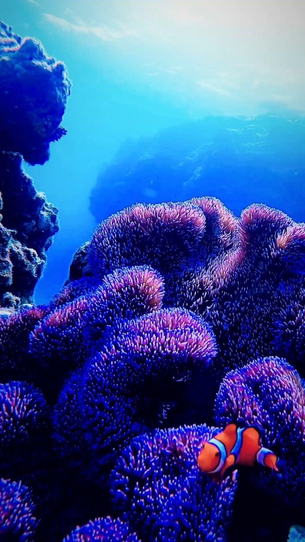 тропический аквариум