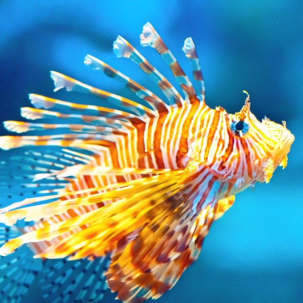 лучистая крылатка