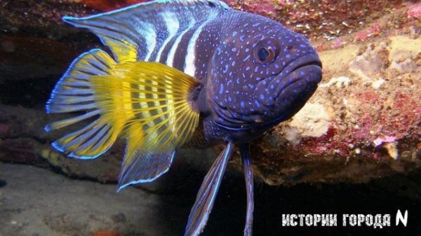 paraplesiops bleekeri