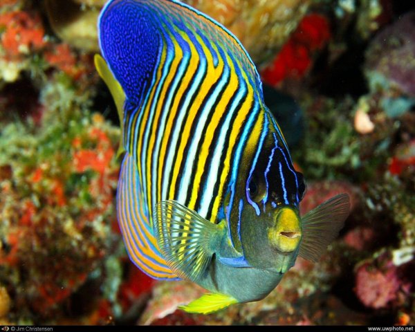 pomacanthus imperator