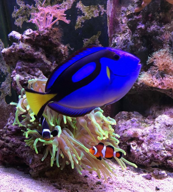 хепатус королевский