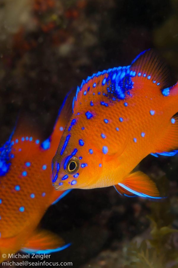 рыбы экзотические