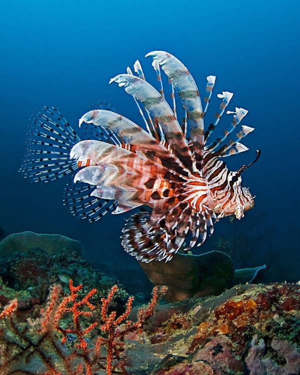 рыба крылатка египет