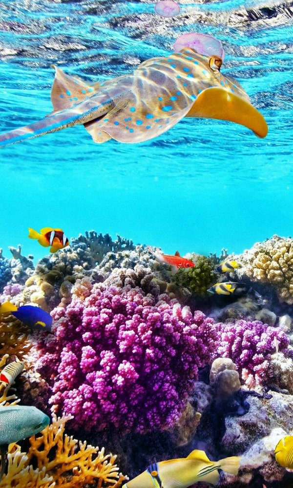 океан с рыбами