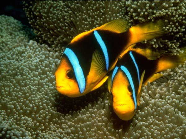 amphiprion clarkii