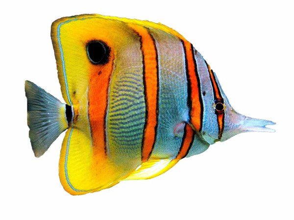 copperband butterflyfish