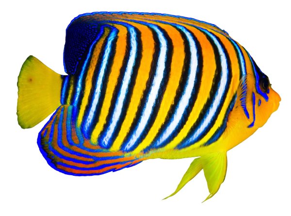 центропиг королевский