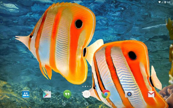 красивые морские рыбы