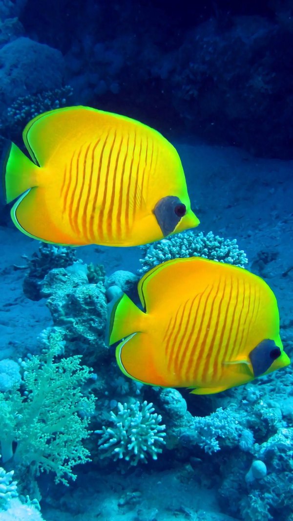 морская рыбка