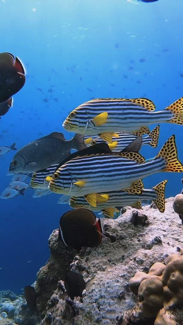 plectorhinchus vittatus