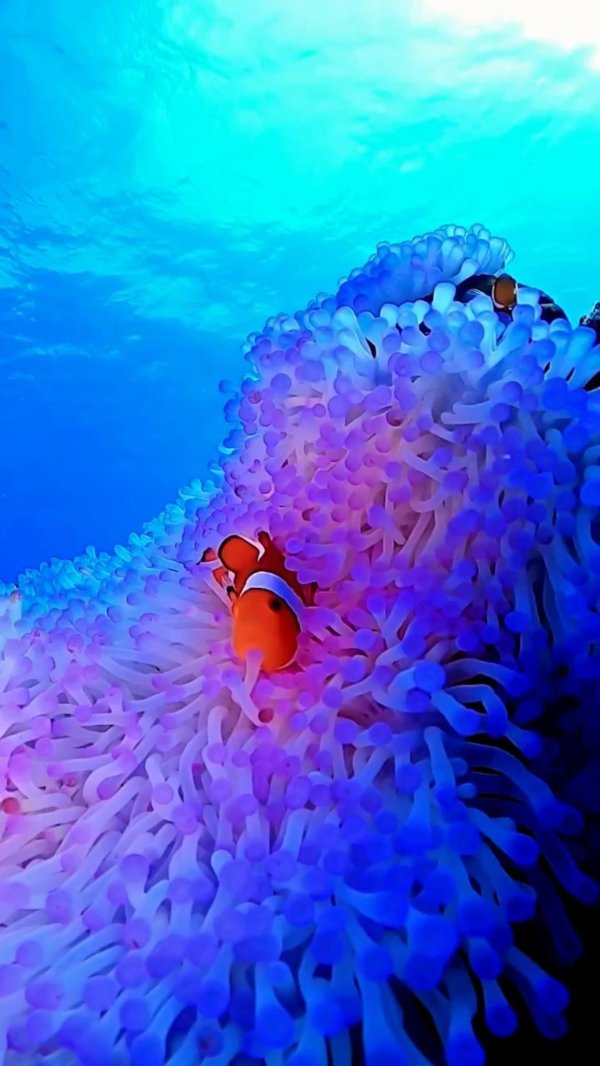 рыбка клоун