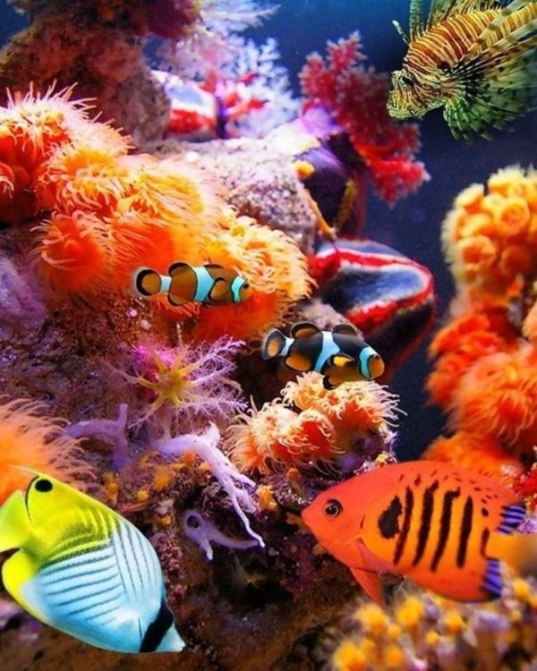 дно морское