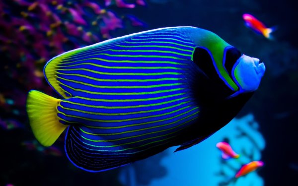 pomacanthus imperator