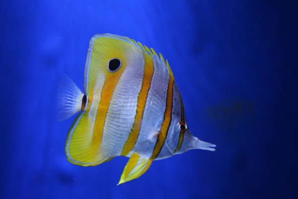 бабочка пинцетхелмон носатый хелмон