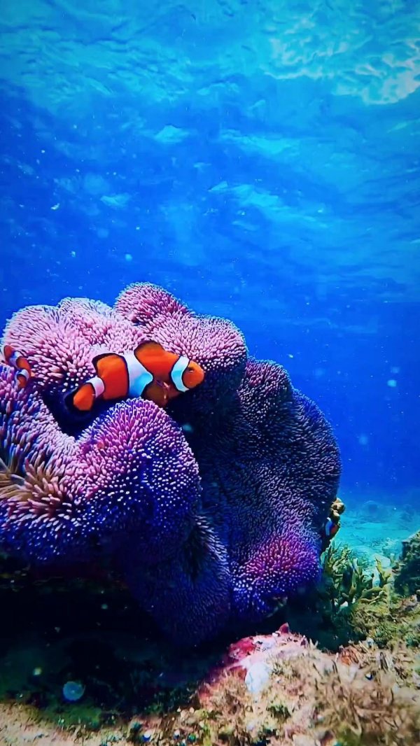 тропический аквариум