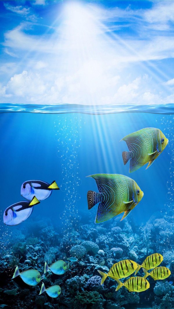 море с рыбками