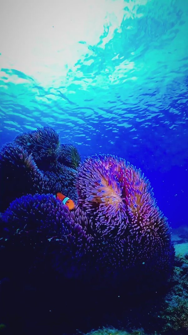 тропический аквариум