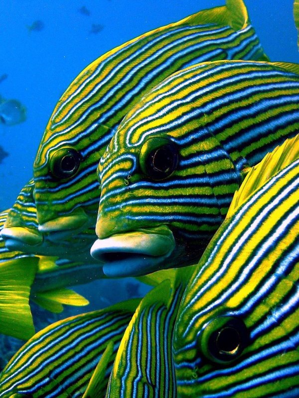 рыбы экзотические