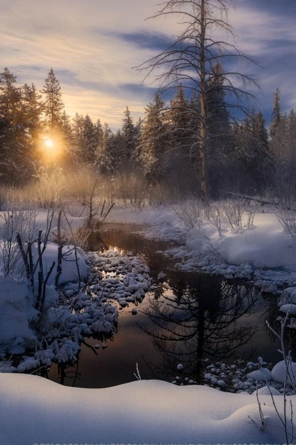 утро в зимнем лесу