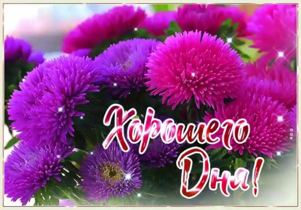 открытка хризантемы