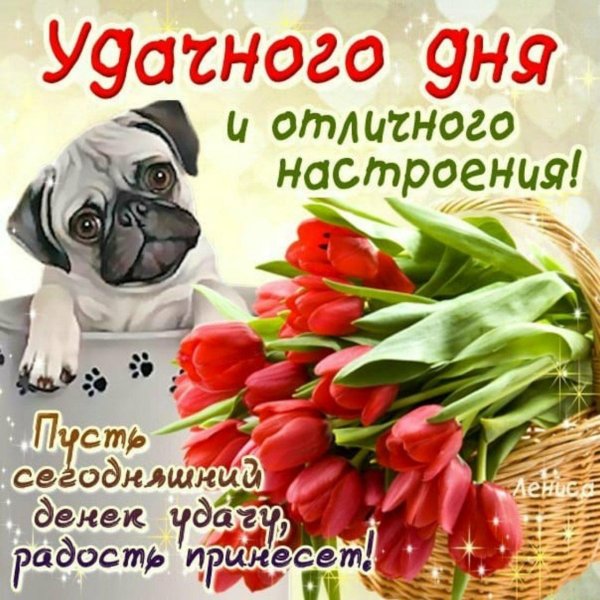 милые мопсы