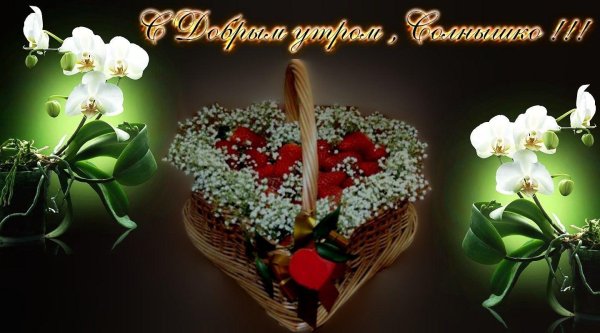 красивые цветы с пожеланиями