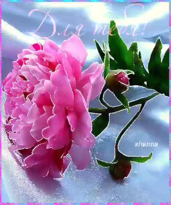 пионы открытка