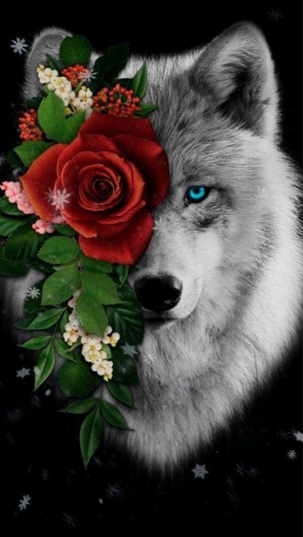 красивые волки