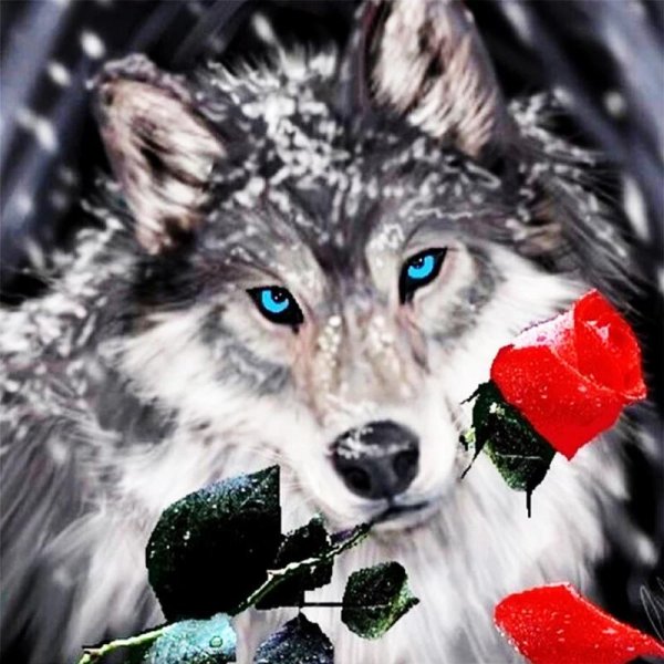 красивые волки