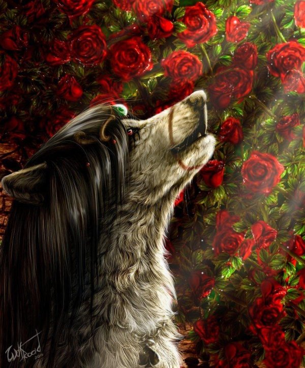 красивые волки