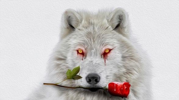 морда белого волка