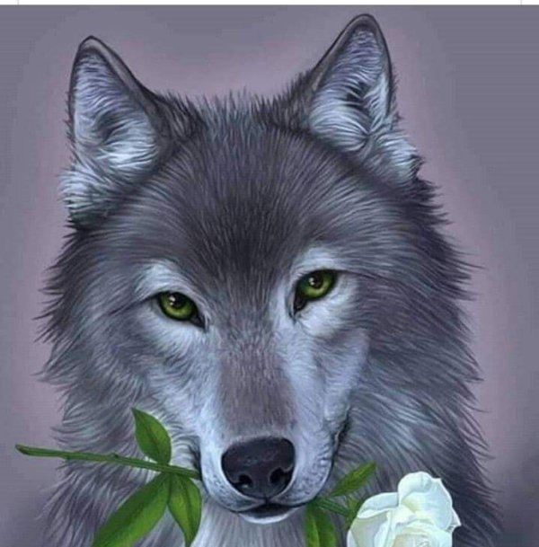 открытка с волком