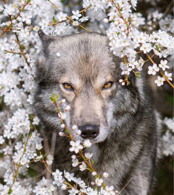 красивые волки