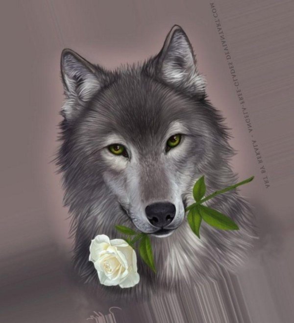 волчица красивая