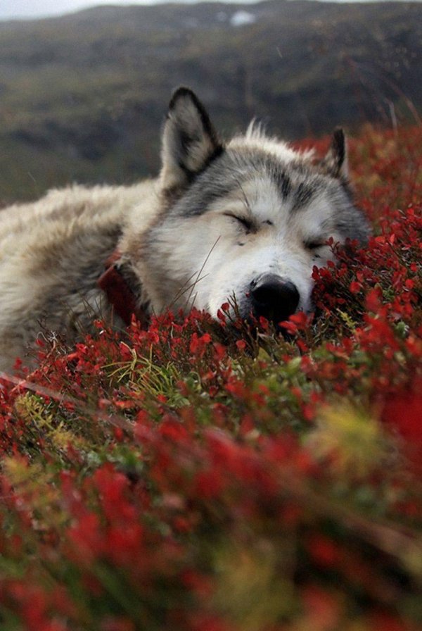 волки эстетика