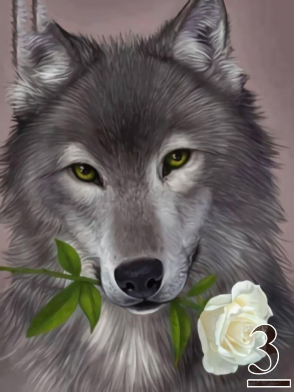 красивые волки