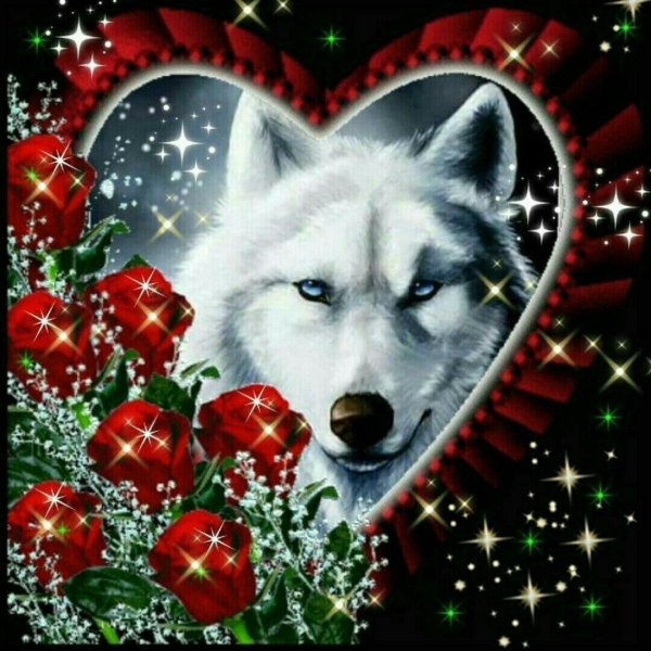 белые волки