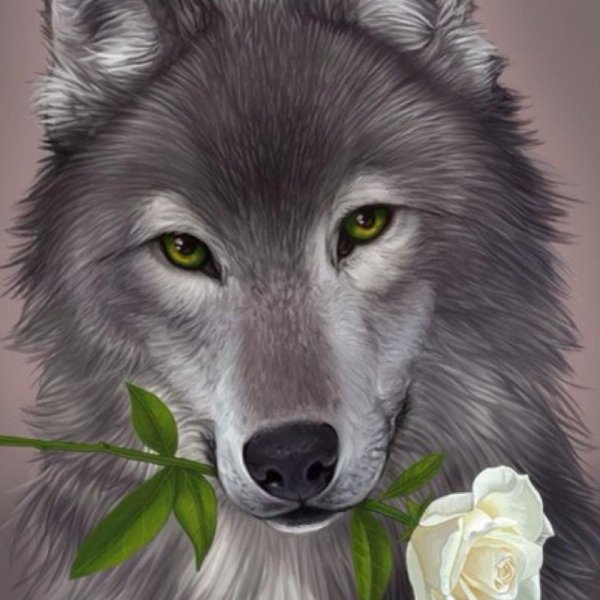 красивые волки