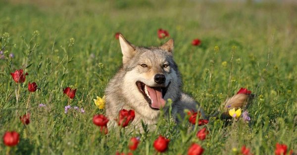 степной волк калмыкия