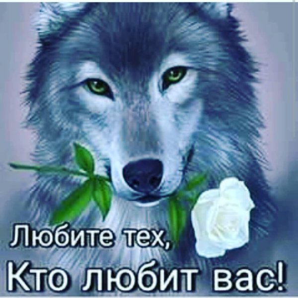 красивые волки