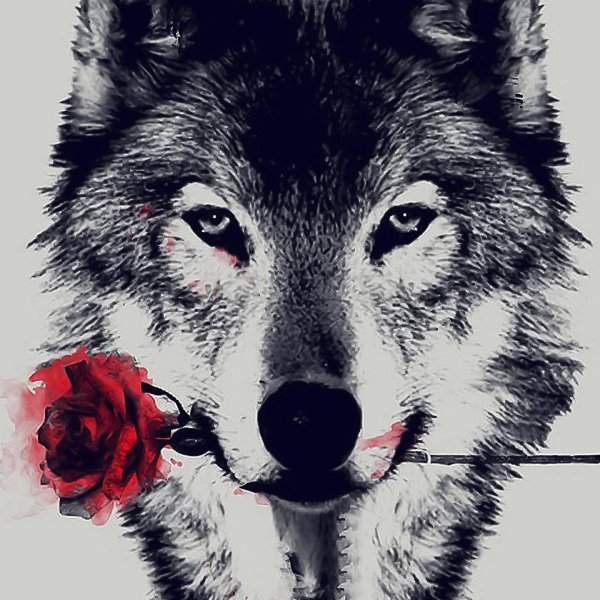 волки красивые