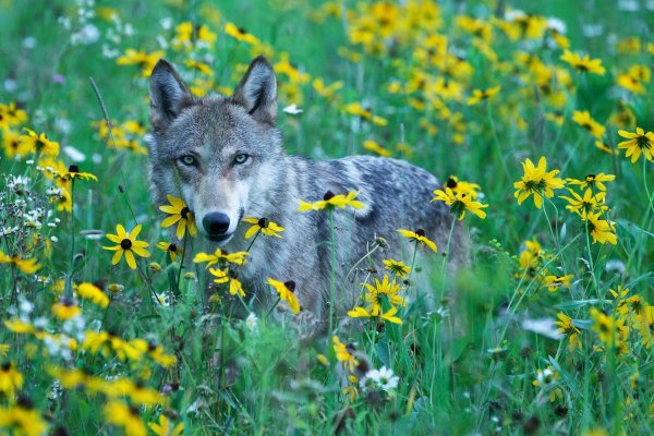 волки красивые
