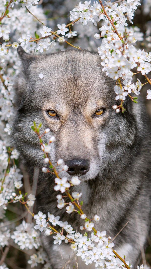 красивые волки