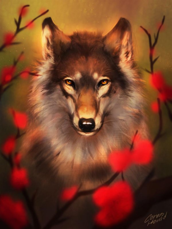 красивые рисунки волка