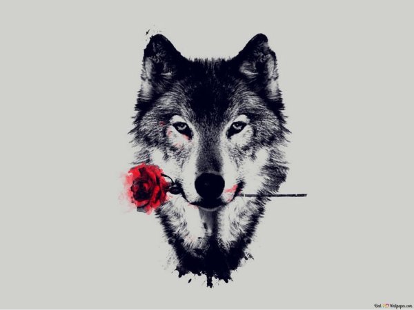 волки красивые