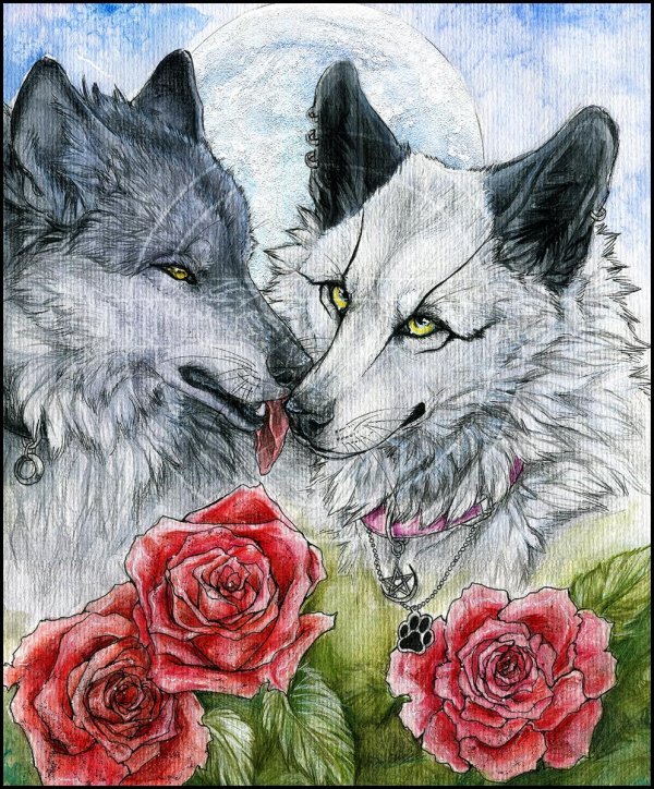 влюбленные волки