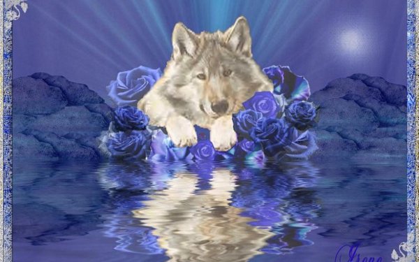 открытка с волком