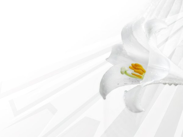 белая лилия цветок